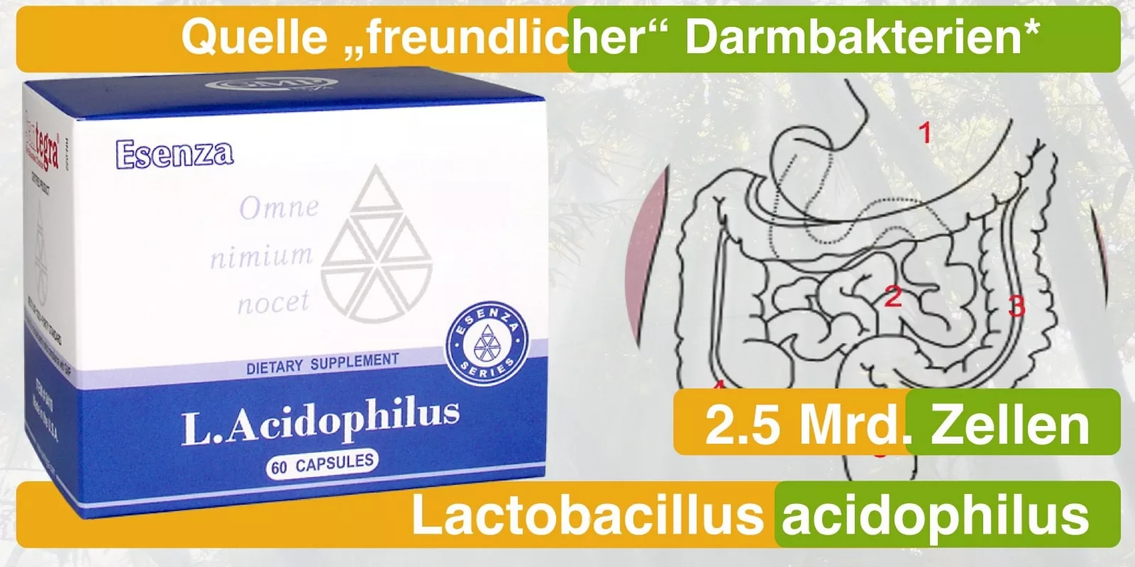 L_Acidophilus für ein gesundes Gleichgewicht im Darm