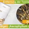 Jod aus Kelp - Norwegian Kelp gegen Jodmangel Symptome