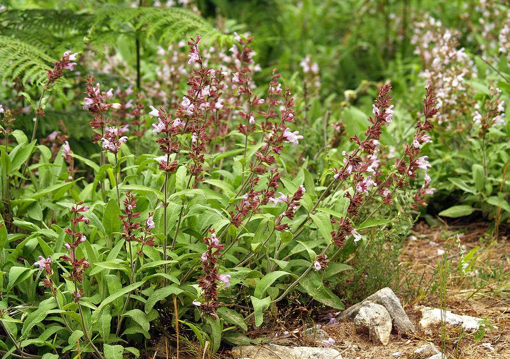 Heilkraeuter guenstig online kaufen z.B. Salbei Salvia officinalis